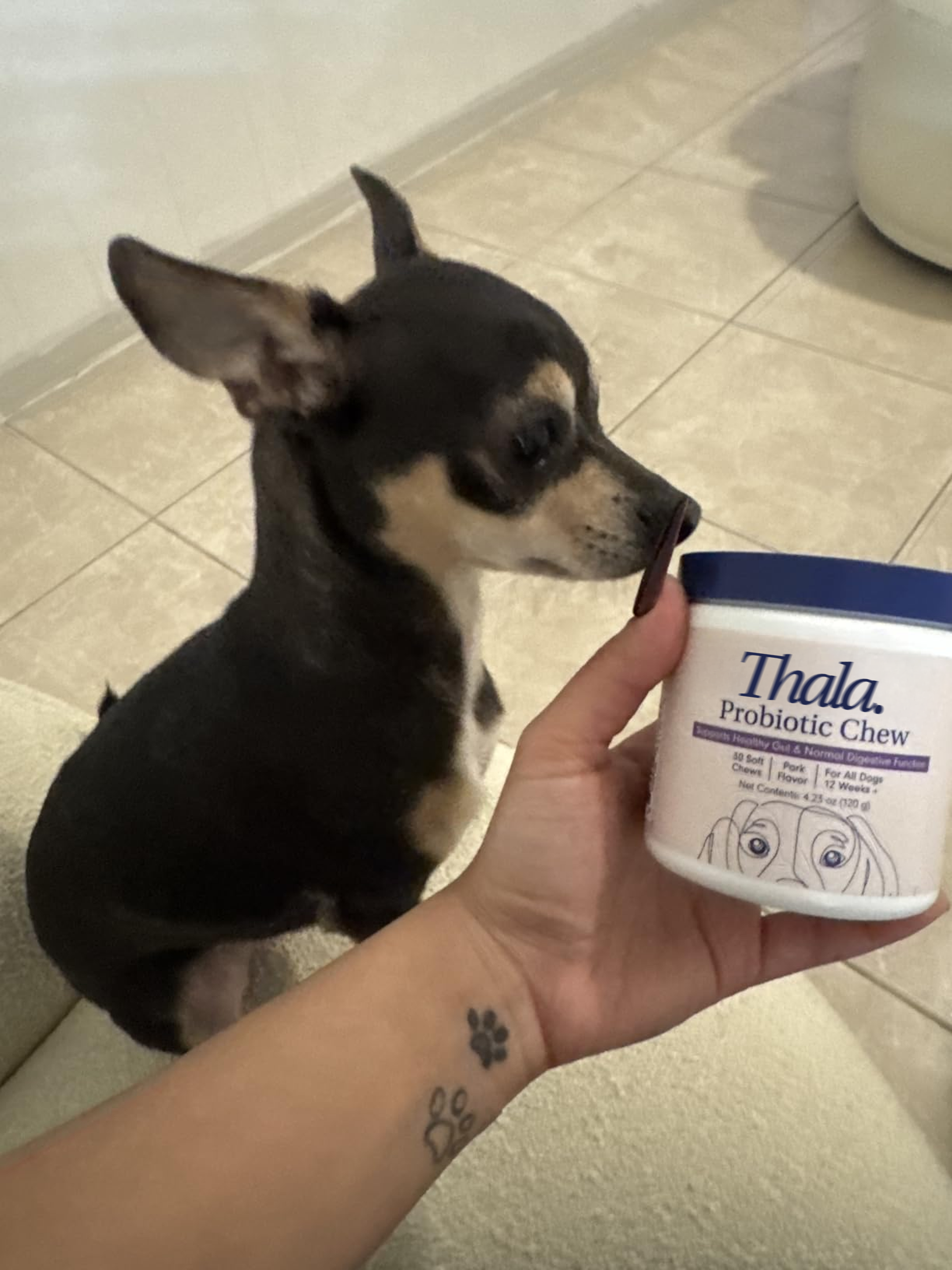 Sarah's dog enjoying Thala chews