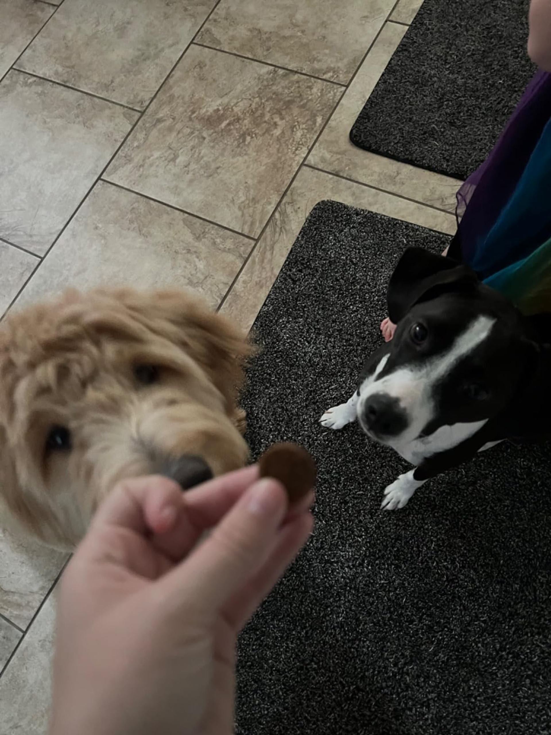 Jenna's pup showing off a healthier coat